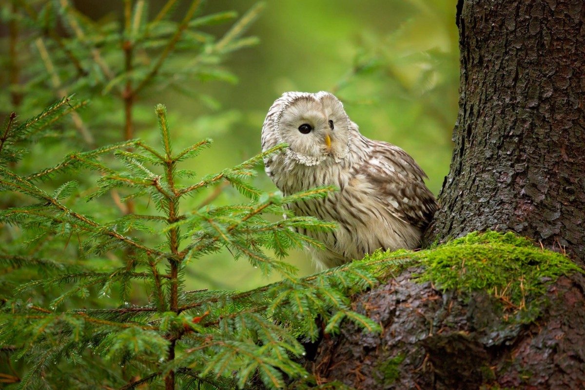 Image de Ural Owl