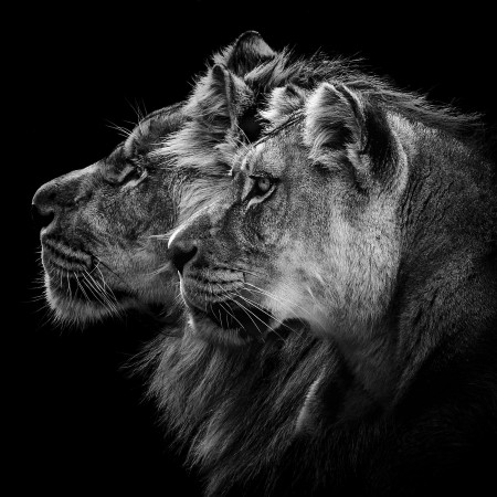 Picture of Lion and lioness portrait