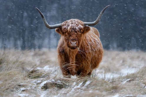 Afbeeldingen van Snowy Highland cow