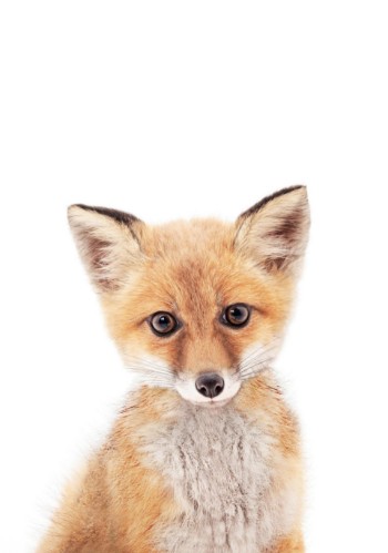 Picture of Baby Fox