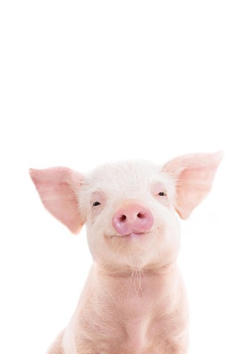 Bild på Baby Pig