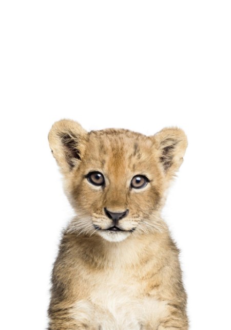 Bild på Baby Lion