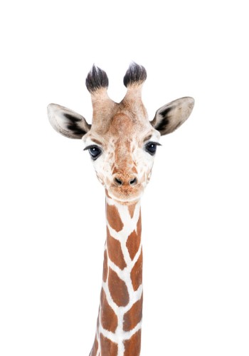 Bild på Baby Giraffe