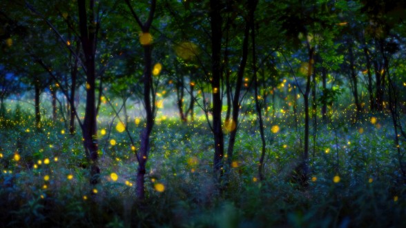Afbeeldingen van Magic fireflies