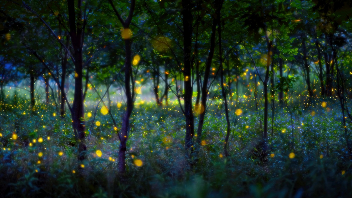 Afbeeldingen van Magic fireflies