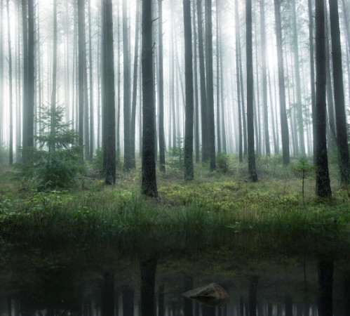 Lake in forest photowallpaper Scandiwall
