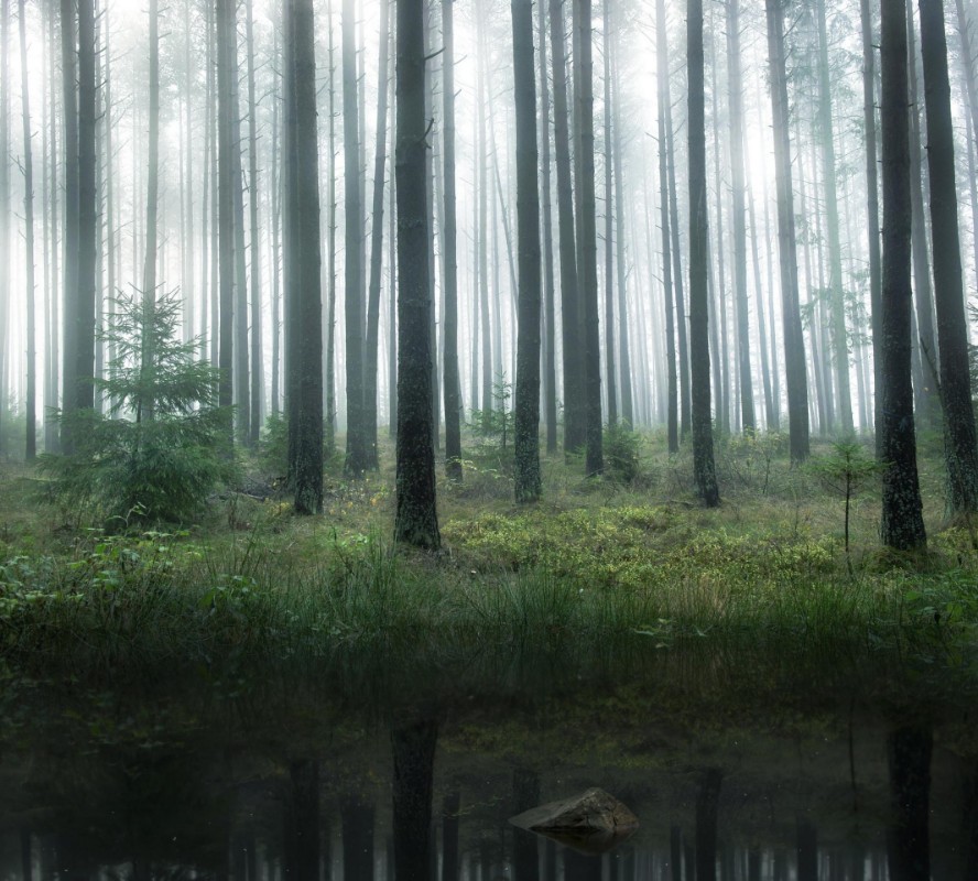 Bild på Lake in forest