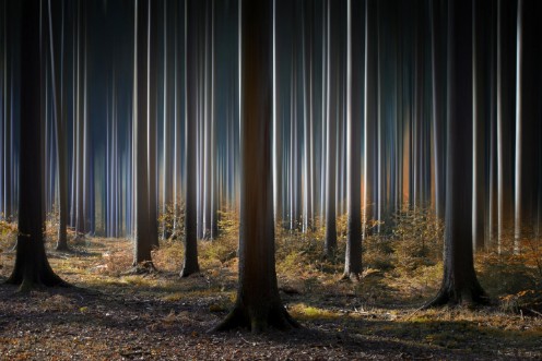 Afbeeldingen van Mystic Wood