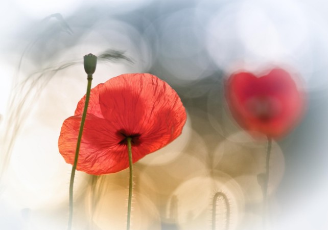 Picture of Morning Poppies