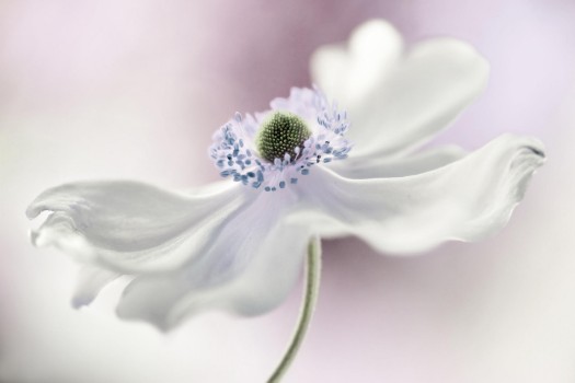 Picture of Anemone breeze