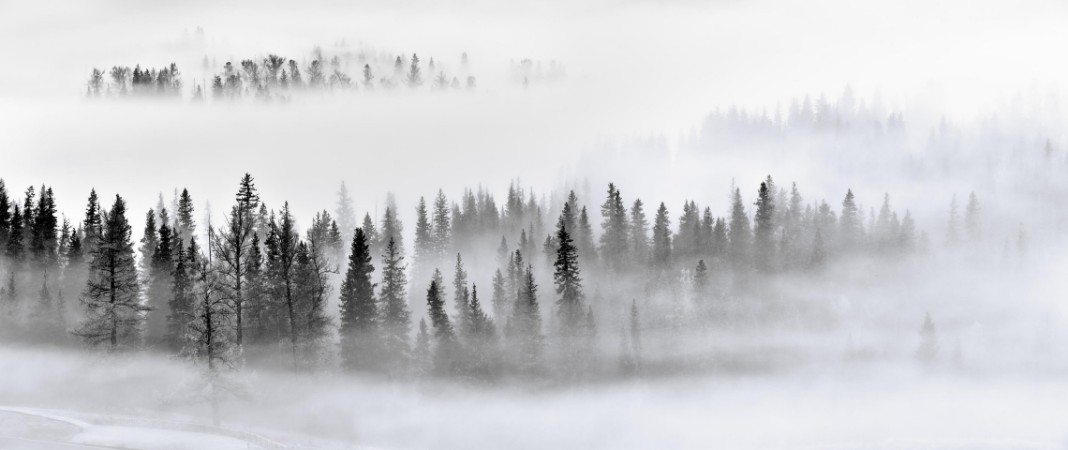 Image de Foggy Forest