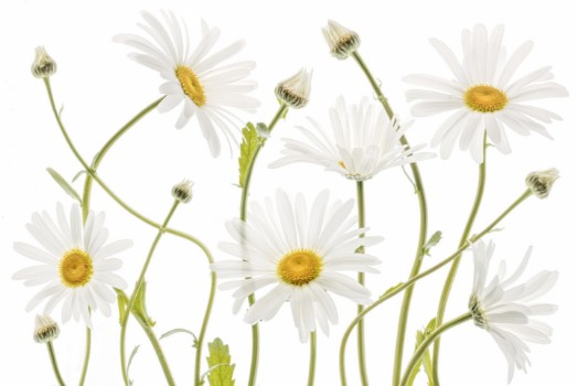 Picture of Ox eye Daisies