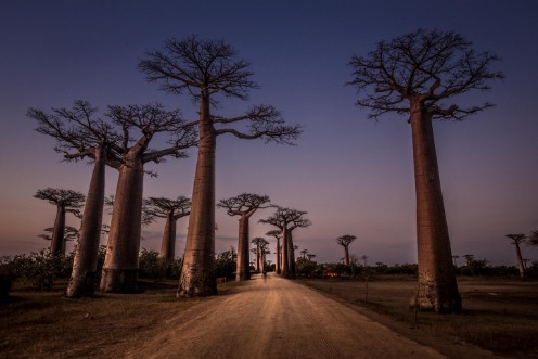 Image de Allée des Baobabs