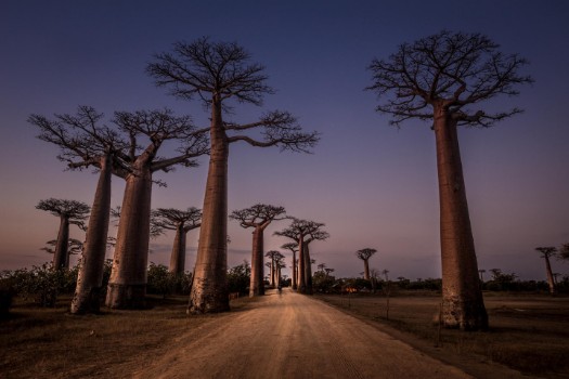 Picture of Allée des Baobabs