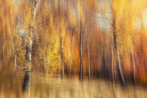 Afbeeldingen van Autumn Birches
