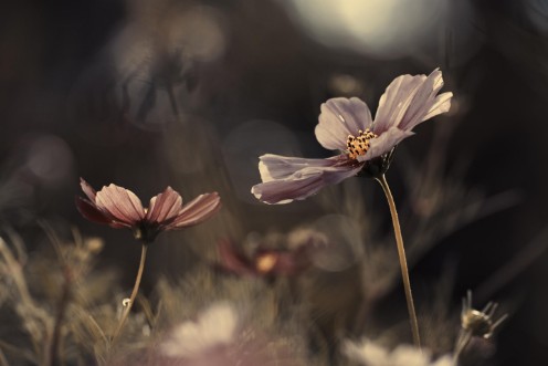 Afbeeldingen van Flowers of innocence