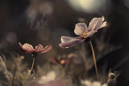 Bild på Flowers of innocence