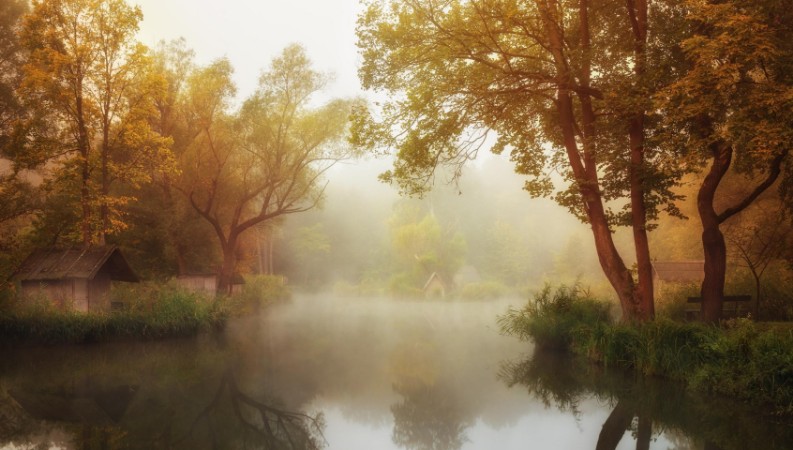 Picture of Foggy Autumn