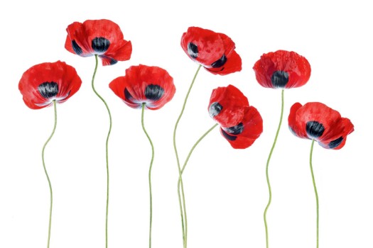 Picture of Ladybird Poppies