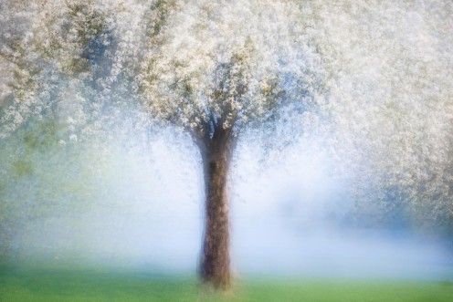 Picture of Dreamy spring