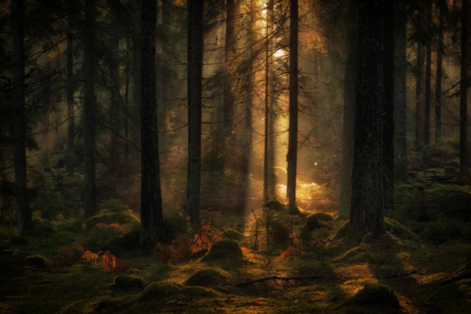 The light in the forest photowallpaper Scandiwall