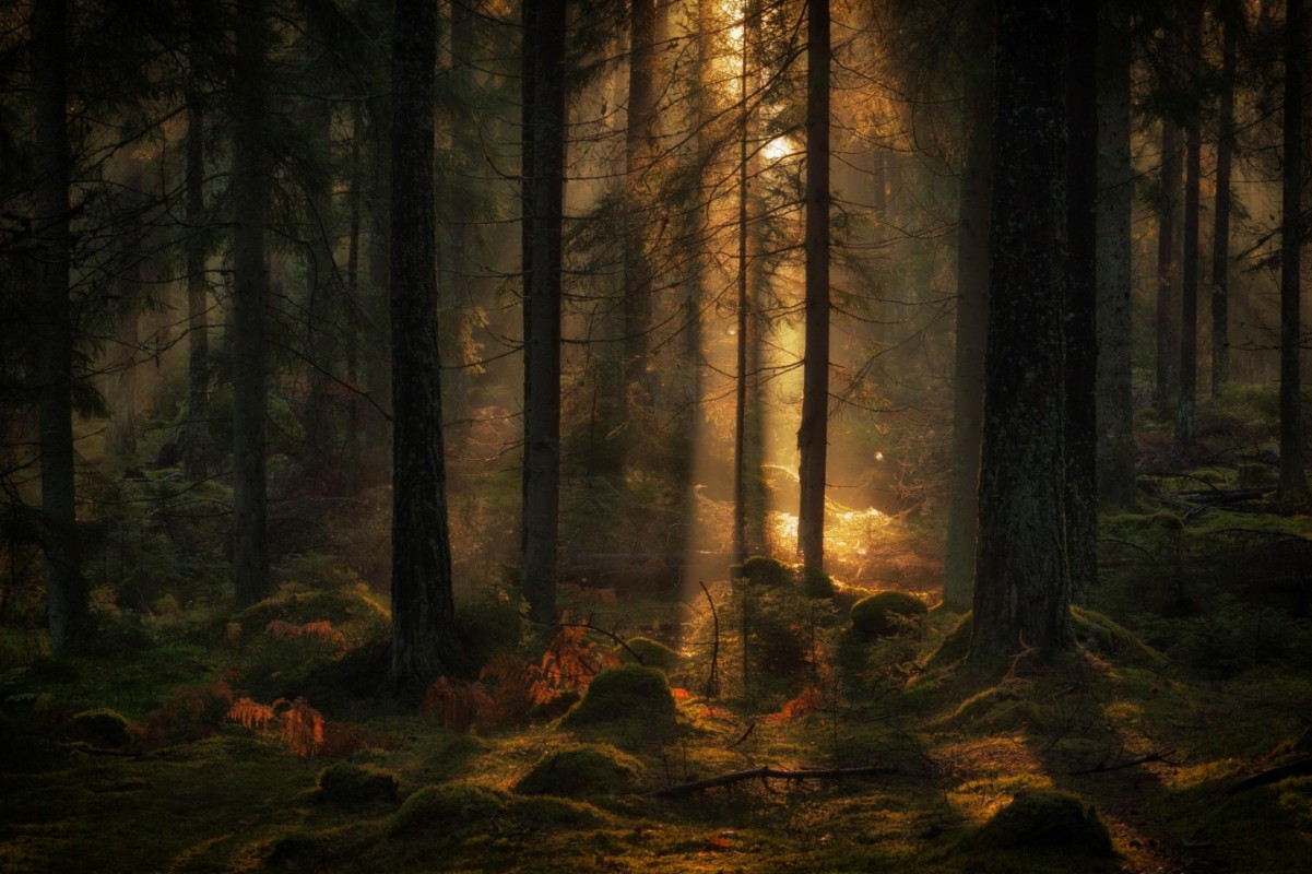 Picture of The light in the forest