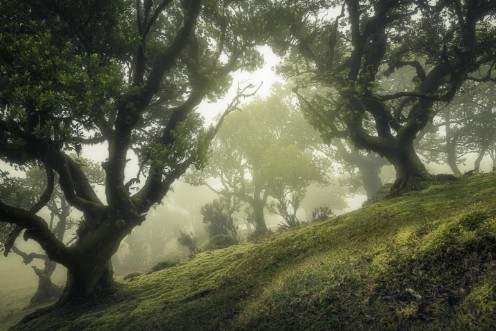 Afbeeldingen van Enchanted Forest
