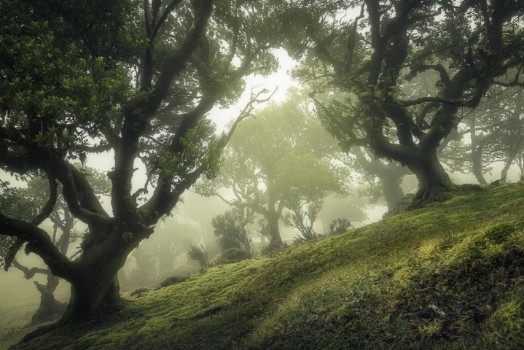 Bild på Enchanted Forest