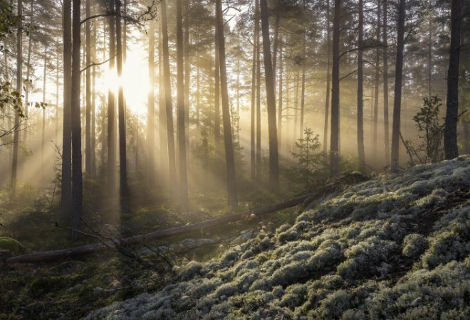 Image de Fog in the forest with white moss in the forground