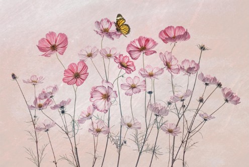 Picture of Cosmos and Butterfly