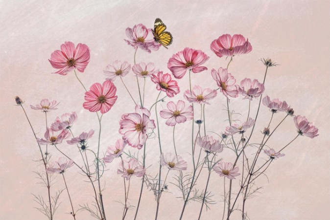Image de Cosmos and Butterfly