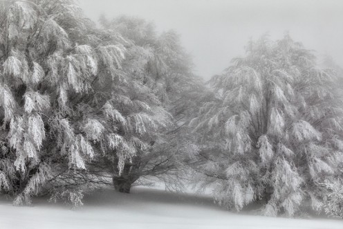 Afbeeldingen van Snow-covered trees