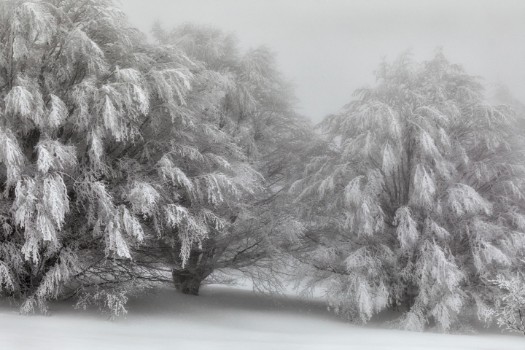 Picture of Snow-covered trees