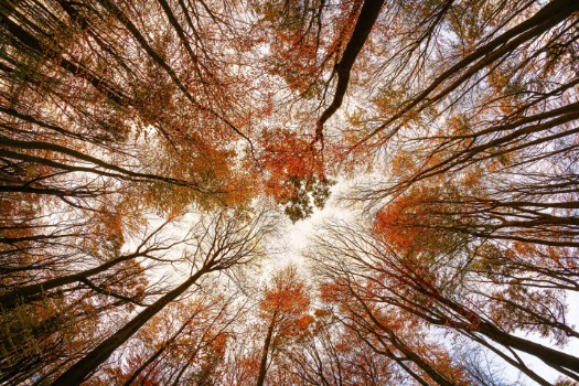 Bild på Autumn trees