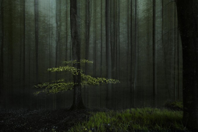 A tree in a forest photowallpaper Scandiwall