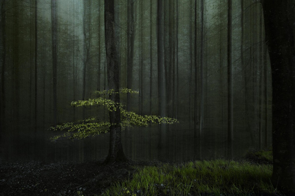 Image de A tree in a forest