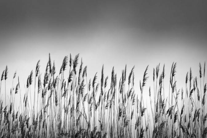 Picture of Reeds