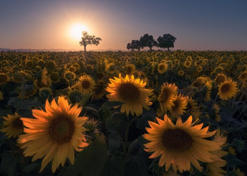 Picture of Sunflower field