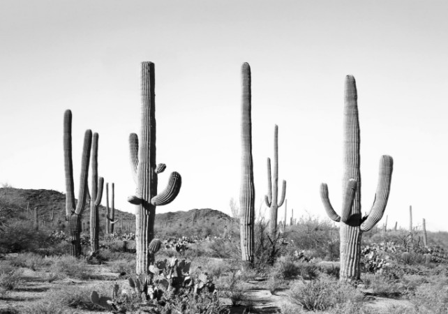 Grey Cactus land photowallpaper Scandiwall