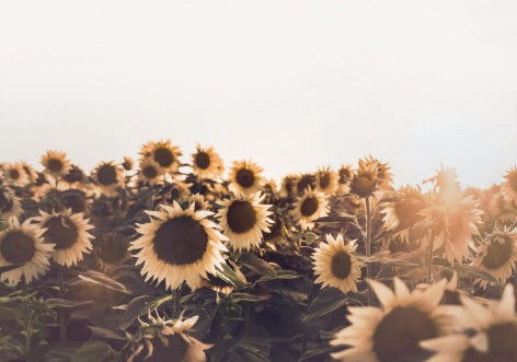 Bild på Sunflowers