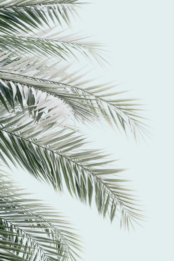 Bild på Blue palms