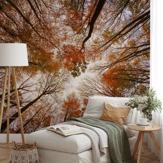 Afbeeldingen van Autumn trees