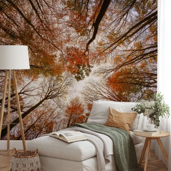 Bild på Autumn trees