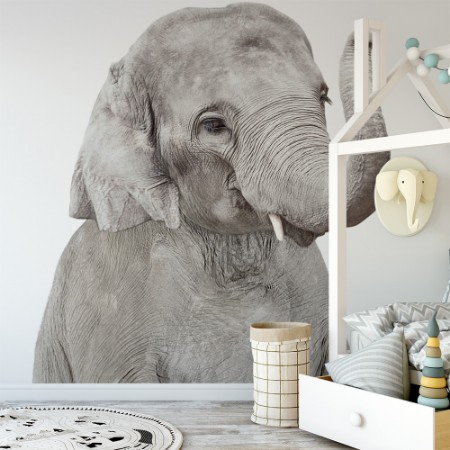 Afbeeldingen van Baby Elephant