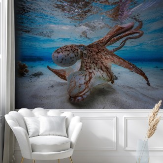 Picture of Dancing Octopus