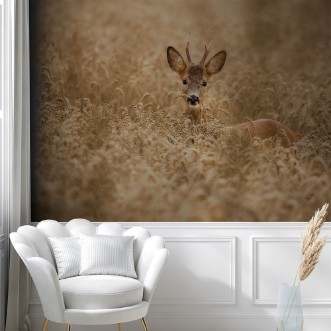 Afbeeldingen van Deer in the field