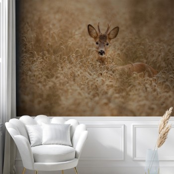 Picture of Deer in the field