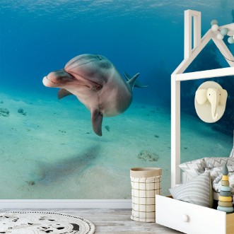 Afbeeldingen van Dolphin
