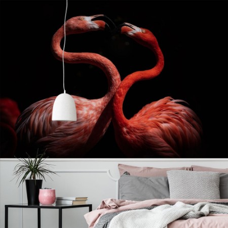 Afbeeldingen van Flamingos