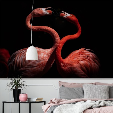 Picture of Flamingos